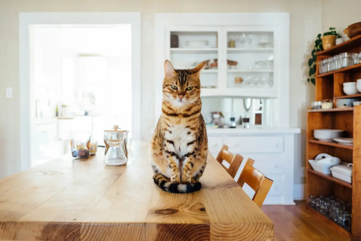 Dieta BARF vs Dieta Cocinada para Perros y Gatos: ¿Cuál es la Mejor Opción?