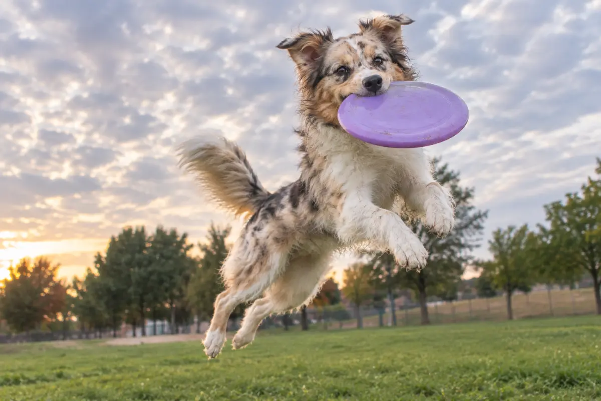 Alimentación natural para perros deportistas: cómo adaptar su dieta en cada etapa