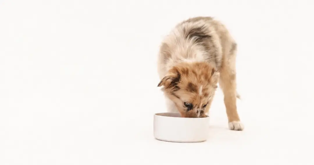 Cachorros y dieta natural: guía completa sobre alimentación BARF y dieta cocinada