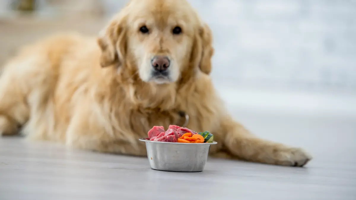 Beneficios de la Alimentación Natural para perros y gatos: Guía Completa